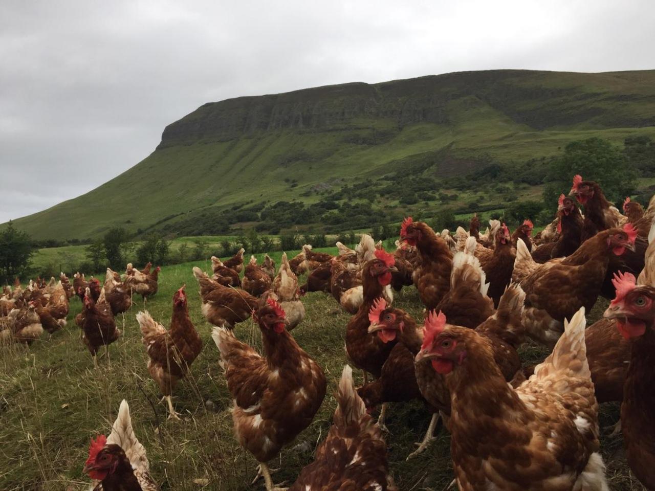 Benbulben Farmhouse B&B Drumcliff Exteriör bild